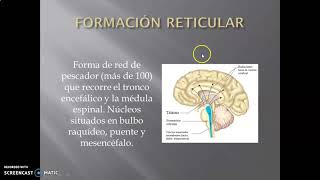 Cerebelo y Formación Reticular [upl. by Atrebla]