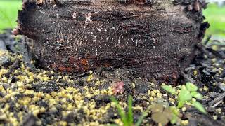 Ants Infesting the Mulch Bed [upl. by Ahsener351]