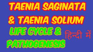 Taenia saginata amp Taenia solium life cycle pathogenesis lab diagnosis amp treatment in hindi [upl. by Lai]