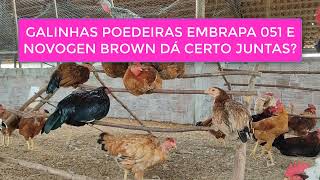 GALINHAS POEDEIRAS EMBRAPA 051 E NOVOGEN BROWN DÁ CERTO JUNTAS [upl. by Nottnerb402]