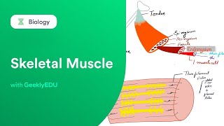 GeeklyHub Skeletal Muscle  Actin amp Myosin  Anatomy amp Physiology [upl. by Yim575]