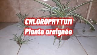 PLANTE DINTÉRIEUR ARAIGNÉE CHLOROPHYTUM [upl. by Il]