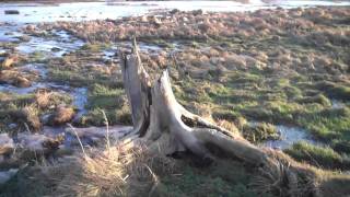 beluga slough trail [upl. by Niccolo795]