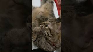 Elegant gnawing hands cat cute catvideos [upl. by Pierro518]