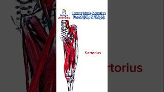 Lower Limb musclesPart1 anatomy bones art illustration muscle hamstrings drawing [upl. by Corina]