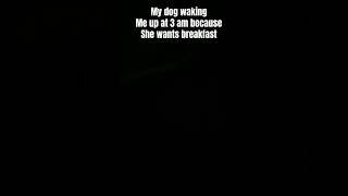 My dog waking me up at 3 am insideout2 edit dogs dog pets memes funny shorts [upl. by Nedmac]