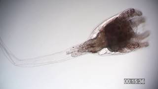 Ascidian tadpole larva metamorphosis  Botrylloides niger [upl. by Ellingston]