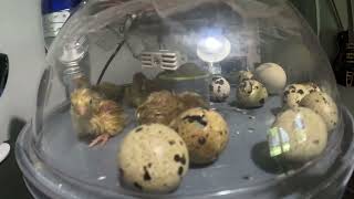 Hatching coturnix quail eggs to chicks in two minutes [upl. by Bloxberg725]