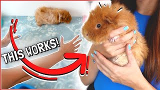 How to Pick up and Handle Guinea Pigs Correctly [upl. by Weintrob]