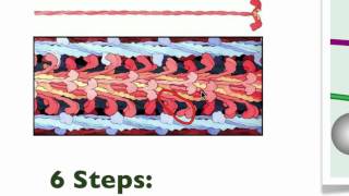 043 The details of Muscle Contraction [upl. by Enilrac]