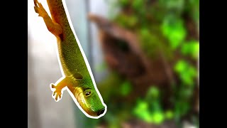 Making of Peacock day gecko setup Phelsuma quadriocellata enclosure [upl. by Erkan]