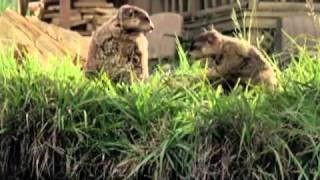 Geico Commercials Part1  Cavemen Woodchucks Little Piggy and more [upl. by Berri]