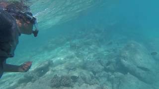 Snorkeling in maldives  Cinnamon dhonveli [upl. by Stock228]