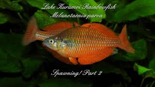 Lake Kurumoi Rainbowfish Melanotaenia parva Spawning Part 2 [upl. by Boucher]