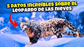 LEOPARDOS DE LAS NIEVES  5 DATOS INCREÍBLES QUE TE SORPRENDERÁN SOBRE ESTOS ANIMALES SALVAJES [upl. by Swee]