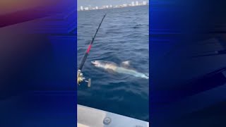 Family catches a Great White Shark while on a fishing trip in Florida [upl. by Ahsirtal]