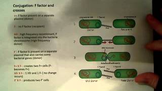 Gene Transfer Conjugation F Factor plasmid [upl. by Najram]