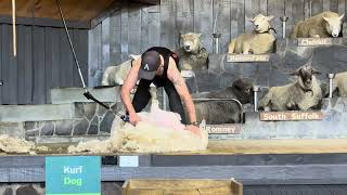 Sheep shearing New Zealand 4K [upl. by Oramlub]