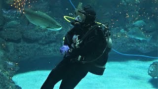 North Carolina Aquarium at Fort Fisher  Kure Beach NC [upl. by Otrebmal2]