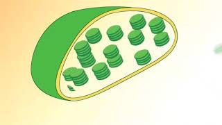 Structure of Chloroplast [upl. by Niwrehs865]