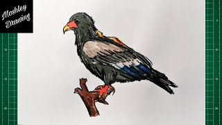 How to Draw a Bateleur Eagle [upl. by Scrivings]