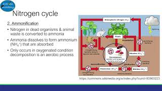 Nitrogen and Phosphorus Cycle AQA ALevel Biology [upl. by Annoerb]