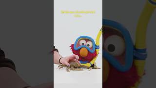 Elmo Meets Crabs 🦀🦀 sesamestreet [upl. by Bromleigh]