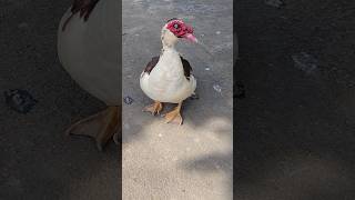 Cairina Moschata  Muscovy Duck  Barbary Duck  Entok  Mentok  Itik Serati  Itik Manila [upl. by Eelarual253]