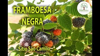 FRAMBOESA SILVESTRE ESSA FRUTA SE MULTIPLICA [upl. by Fosdick905]