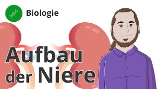 Aufbau der Niere das sind die wichtigen Begriffe – Biologie  Duden Learnattack [upl. by Drislane]