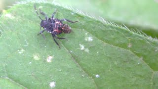 Halyomorpha halys Brown marmorated stink bug nymph with something strange on its back [upl. by Iroak]