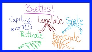 Insect Anatomy 101 Antennae Types [upl. by Pooh]