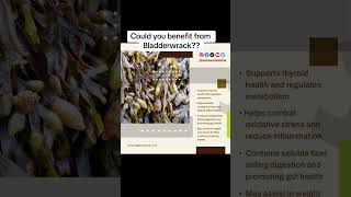 Could you benefit from Bladderwrack this powerful sea veggie [upl. by Inavihs]