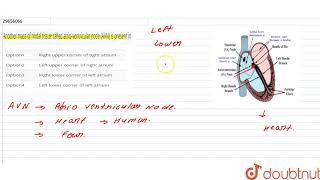 Another mass of nodal tissue called atrioventricular node AVN is present in [upl. by Aig587]