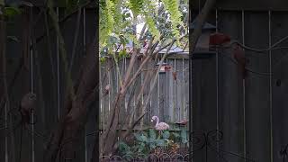 Male Cardinal at the bird feeder [upl. by Acassej]