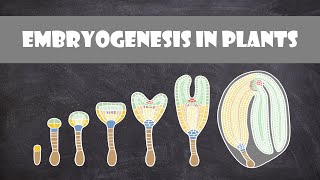 Embryogenesis in Plants  Plant Biology [upl. by Asilla428]