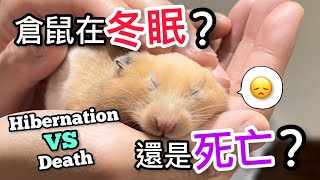 倉鼠是冬眠還是死亡？Hamster Hibernation VS Death 同場加映飼養倉鼠冬天保暖方法！中文字幕Eng sub [upl. by Erusaert]