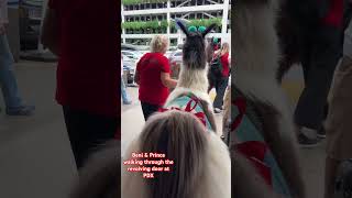 Therapy llamas and a revolving door at PDX [upl. by Elleuqar]