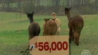 Investing In Alpacas [upl. by Richardo]