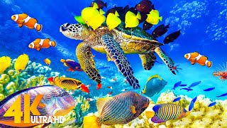 The Ocean 4K  Sea Animals for Relaxation Beautiful Coral Reef Fish in the Ocean 4K ULTRA HD [upl. by Goldi]