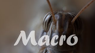 Lumix FZ2000  FZ2500  FZH1  Opteka 10x Achromat  Nahlinse  Macro Samples  4K [upl. by Kirbie140]