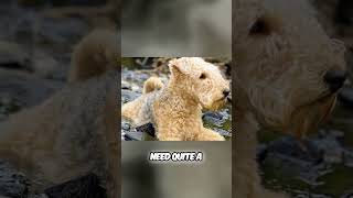 Meet the Lakeland Terrier  True Terriers With Big Heart [upl. by Aleac]