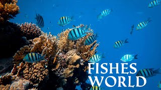 Rare fishes in the Ocean  fishes facts  amazing facts about fish [upl. by Cower510]