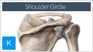 Shoulder Pectoral Girdle  Muscles and Movements  Human Anatomy  Kenhub [upl. by Nabroc]