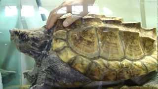 PETTING GODZILLA amp PRADA Macroclemys Temminckii Pair or Giant Alligator Snapping Turtles 6213 [upl. by Mahoney]