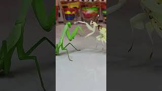 Epic battle of Mantises like cats insects mantis [upl. by Vahe]