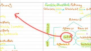 Pentose phosphate pathway Shikimic pathway Pt 2 [upl. by Yates]