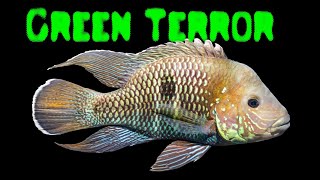 Andinoacara stalsbergi  green terror cichlid  WeißsaumBuntbarsch [upl. by Leinoto]