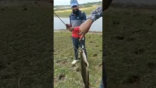 Snakehead Fishing in Bangalore Karnataka India snakehead fishing bangalore Best Fishing Videos [upl. by Eidna]