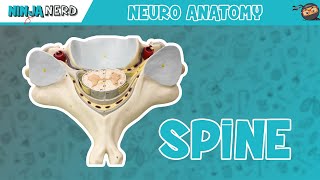 Anatomy of the Spine  Model [upl. by Orr692]